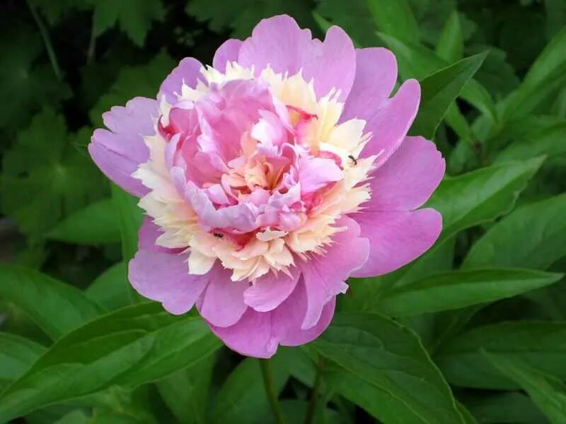 Пион сорбет фото отзывы Пионы Пион Сорбет (Paeonia Sorbet) купить по цене 539 руб. Доставка Смоленск, Мо