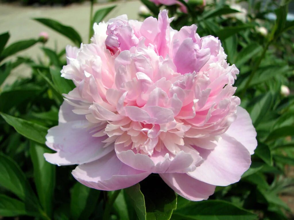 Пион сорбет фото отзывы Пион Сорбет Peony Sorbet - купить многолетники с доставкой по Украине в магазине