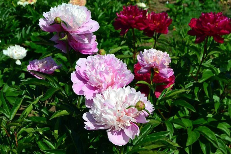 Пион сорбет фото отзывы Пион Сорбет (Paeonia Sorbet): описание, посадка, уход и выращивание