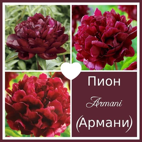 Пион сорт армани фото PIONS available for sale To place an order for flowers, you need to go to the ht