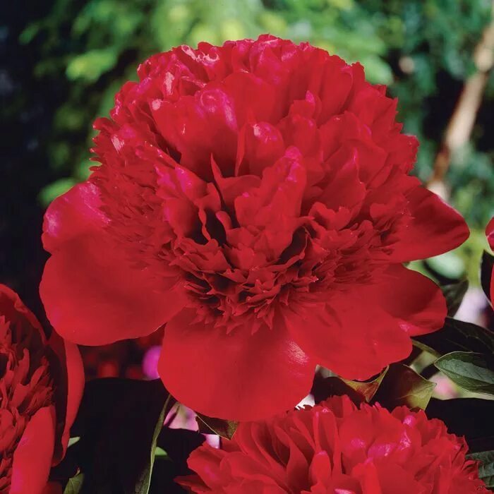 Пион сорт армани фото Armani Peony Flowers, Peonies, Fall plants