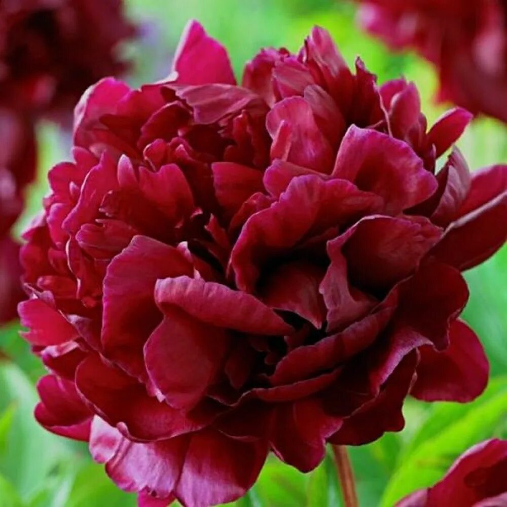 Пион сорт армани фото Пион Армани (Paeonia Armani) купить в Новосибирске - Калина красная