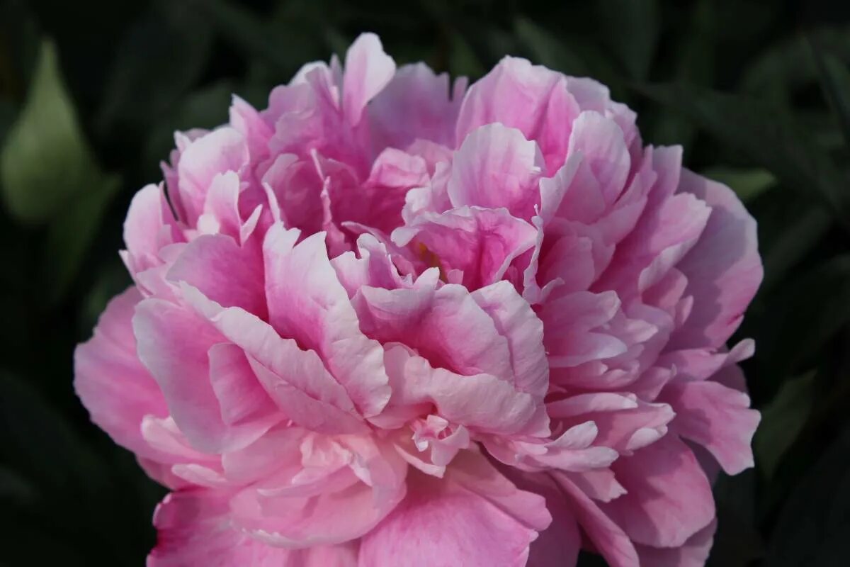 Пион сорт флеминг фото Paeonia Alexander Fleming Verschoor Horticulture