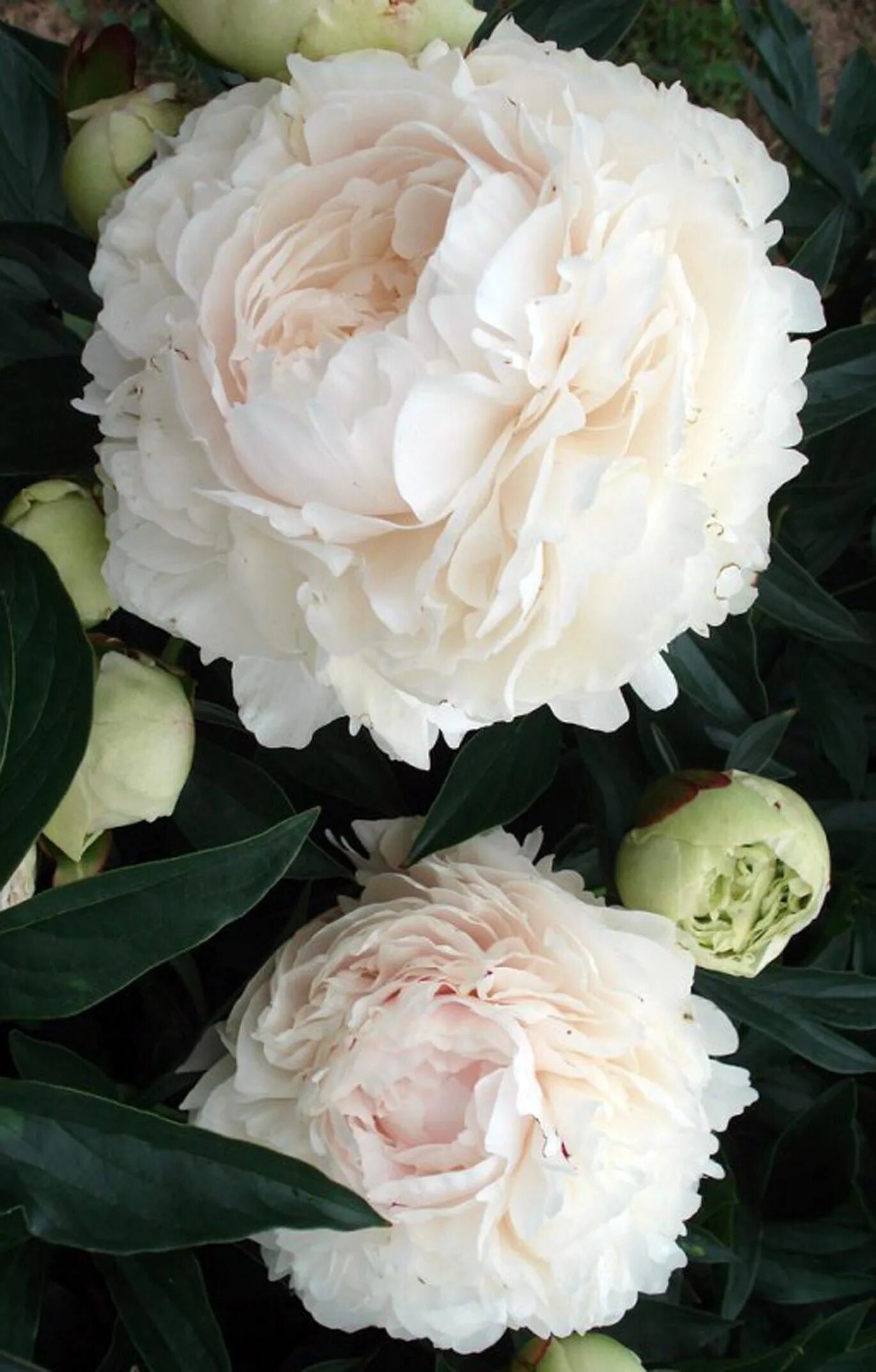 Пион сорт соланж фото Пион Соланж (Paeonia Solange) Юлин сад