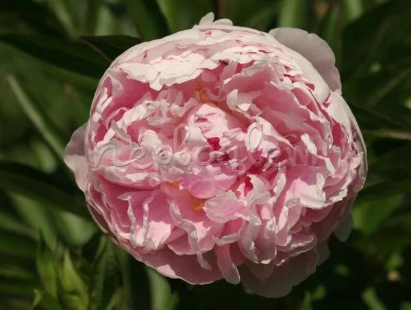 Пион сорт соланж фото Пион Соланж: купить саженцы Paeonia Solange в Москве
