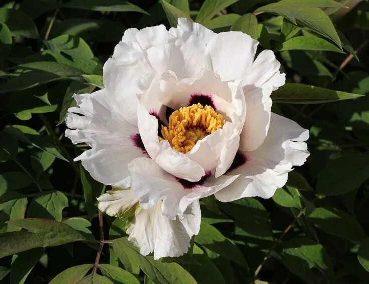 Пион сосновец фото Tree Peony Care: How To Grow Tree Peonies Growing peonies, Tree peony, Peonies g