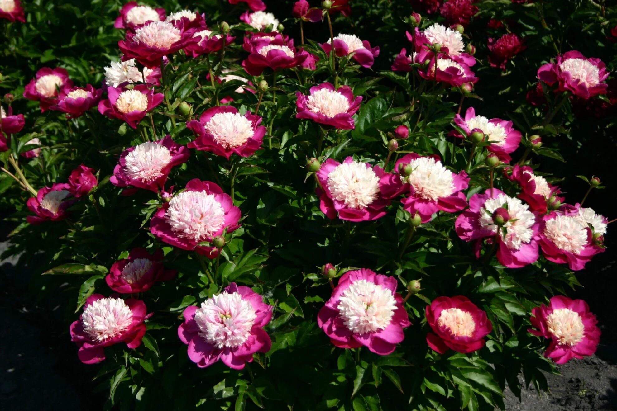 Пион сосновец фото White Cap - Parkland Peonies