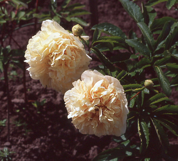 Пион соутрепс фото описание Southrepps, Speedcloud Peonies Falköping, Sweden Peonies, Seedlings, Pale green