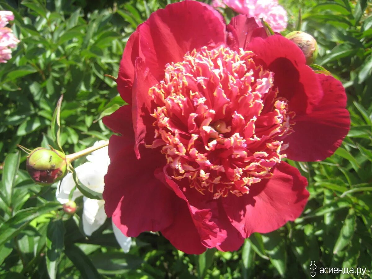 Пион спиффи описание и фото Сорта пионов: Группа Клумбы и цветники