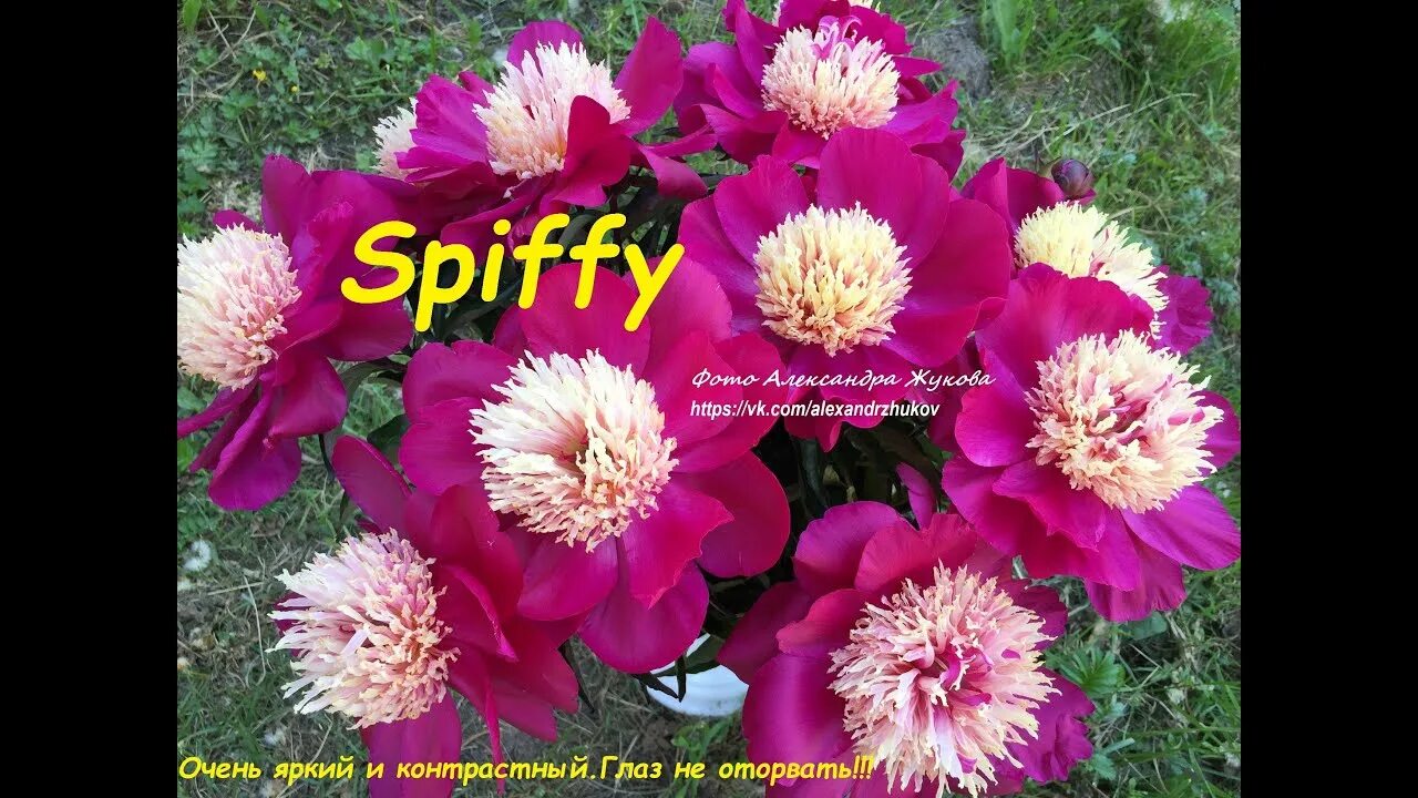 Пион спиффи описание и фото Spiffy peony Спиффи пион - YouTube