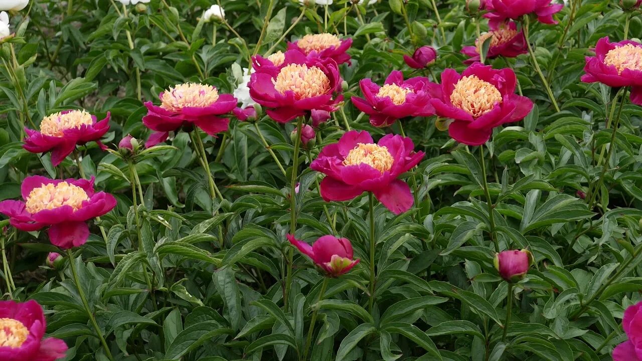 Пион спиффи описание и фото SPIFFY PeonyMAX.com - YouTube