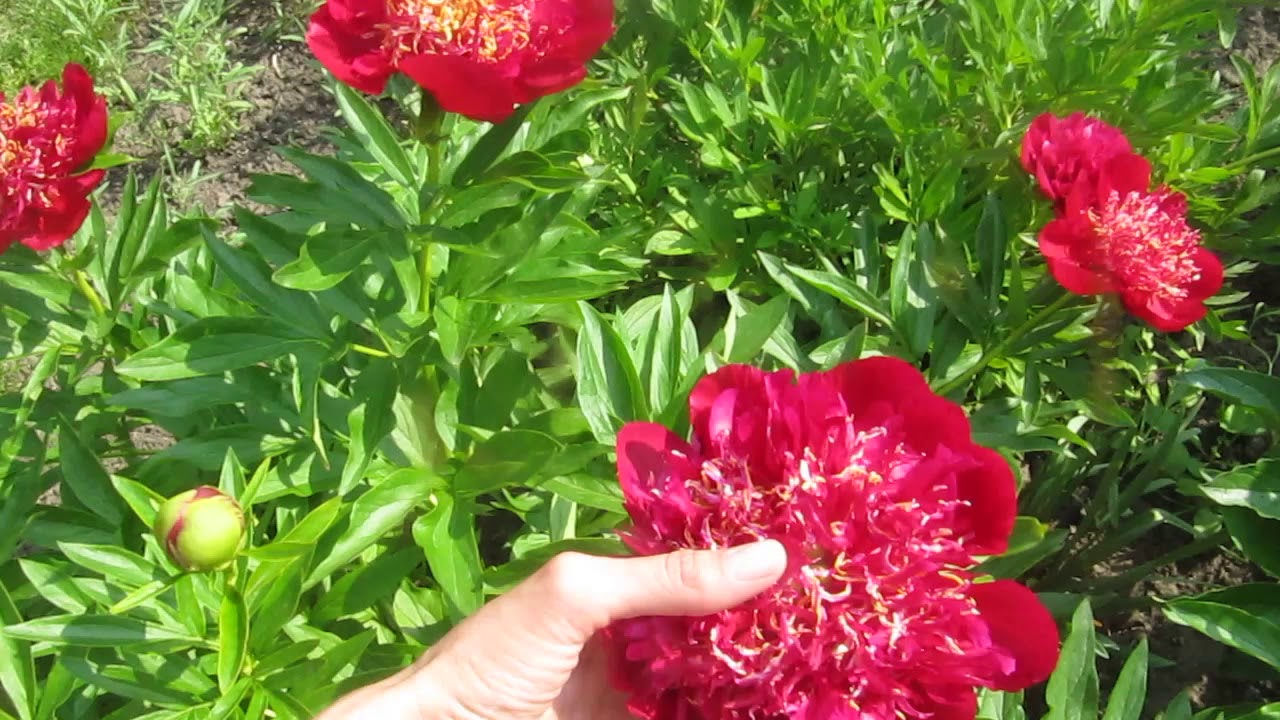Пион спиффи описание и фото Пион № 14 Red dandy (Красный денди). - YouTube