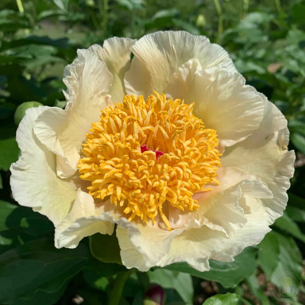 Пион sunny girl фото Пион Санни Дей (Paeonia Sunny Day) купить в Москве по низкой цене из питомника, 
