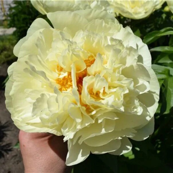 Пион sunny girl фото и описание Пион сани герл: найдено 90 картинок