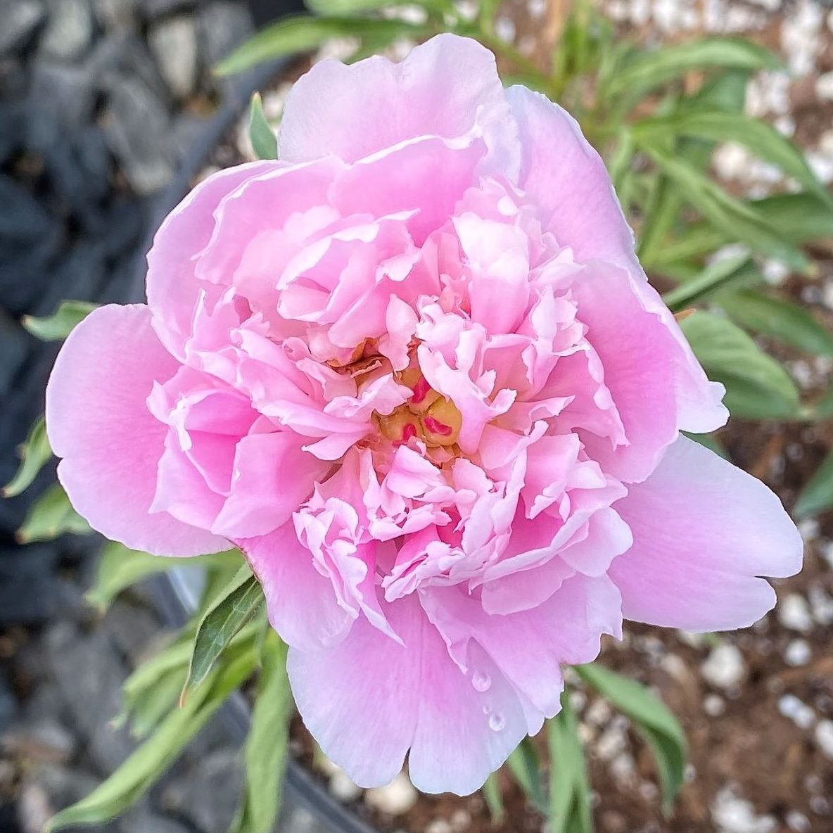 Пион суперба фото Paeonia 'Edulis Superba' (Peony) - Cavano's Perennials