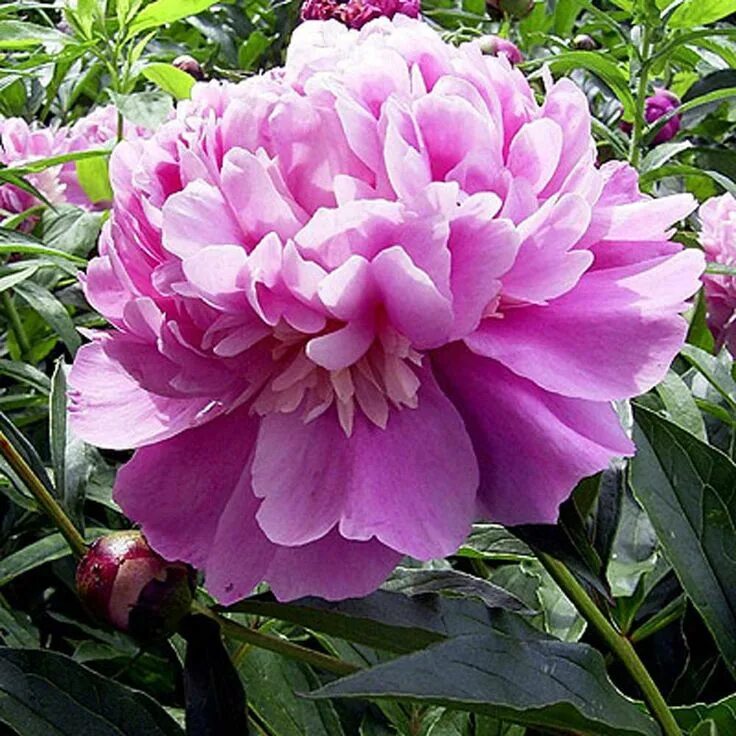 Пион суперба фото Edulis Superba Peonies, Peonies garden, Spring blooms
