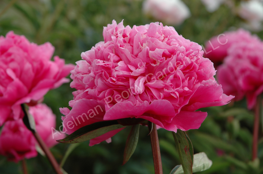 Пион суперба фото The Edulis Superba Peony Adelman Peony Gardens