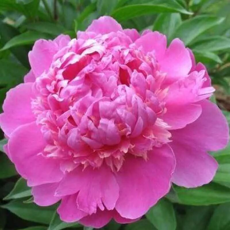 Пион суперба фото и описание Paeonia Edulis Supreme. КФХ