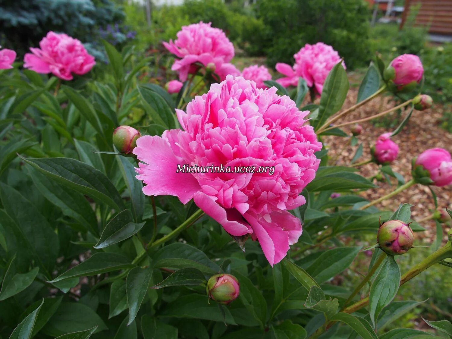 Пион суперба фото и описание Пион травянистый эдулис суперба (paeonia) обзор: как сажать, рассада пиона эдули