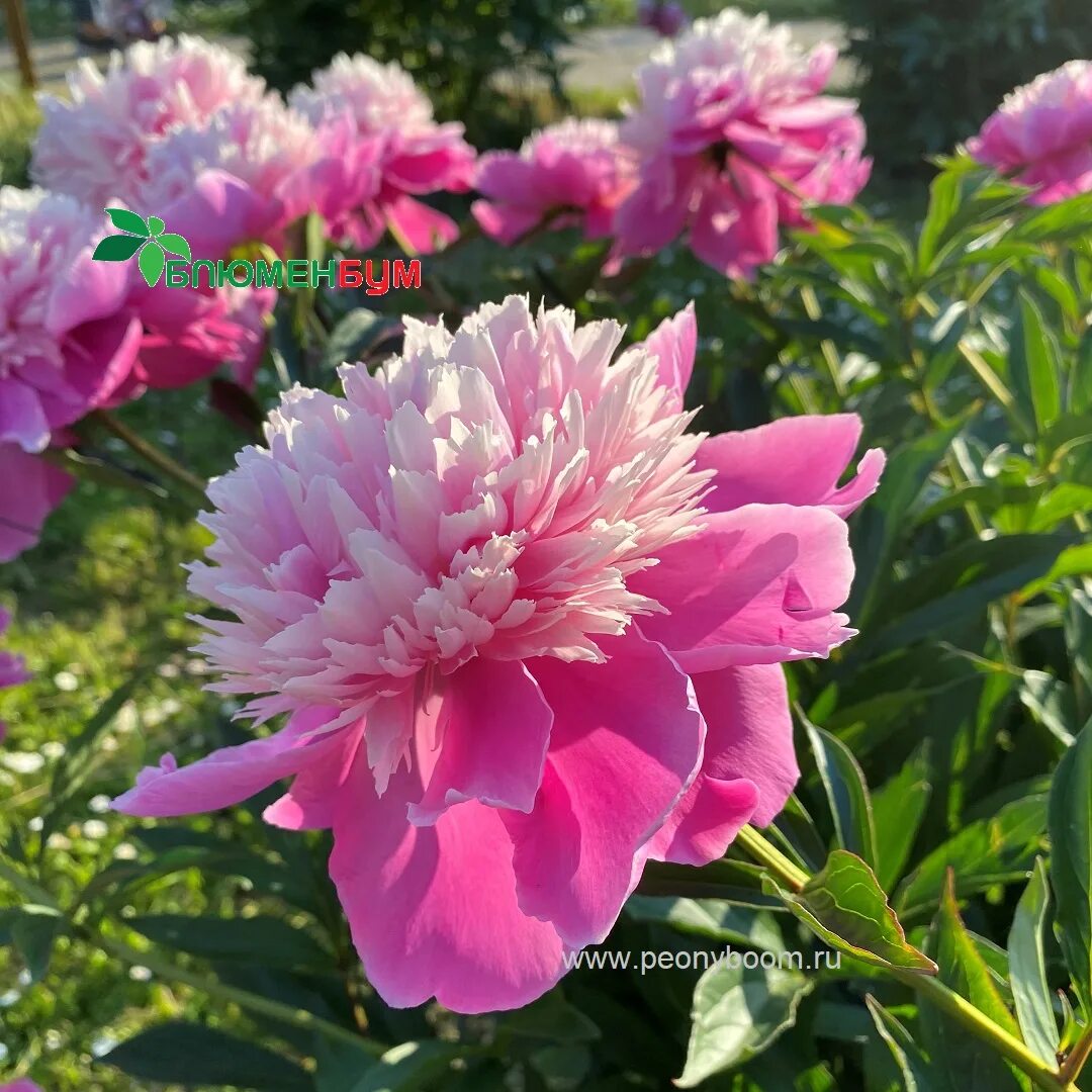 Пион суперба фото и описание Пион Эдулис Суперба (Paeonia Edulis Superba)