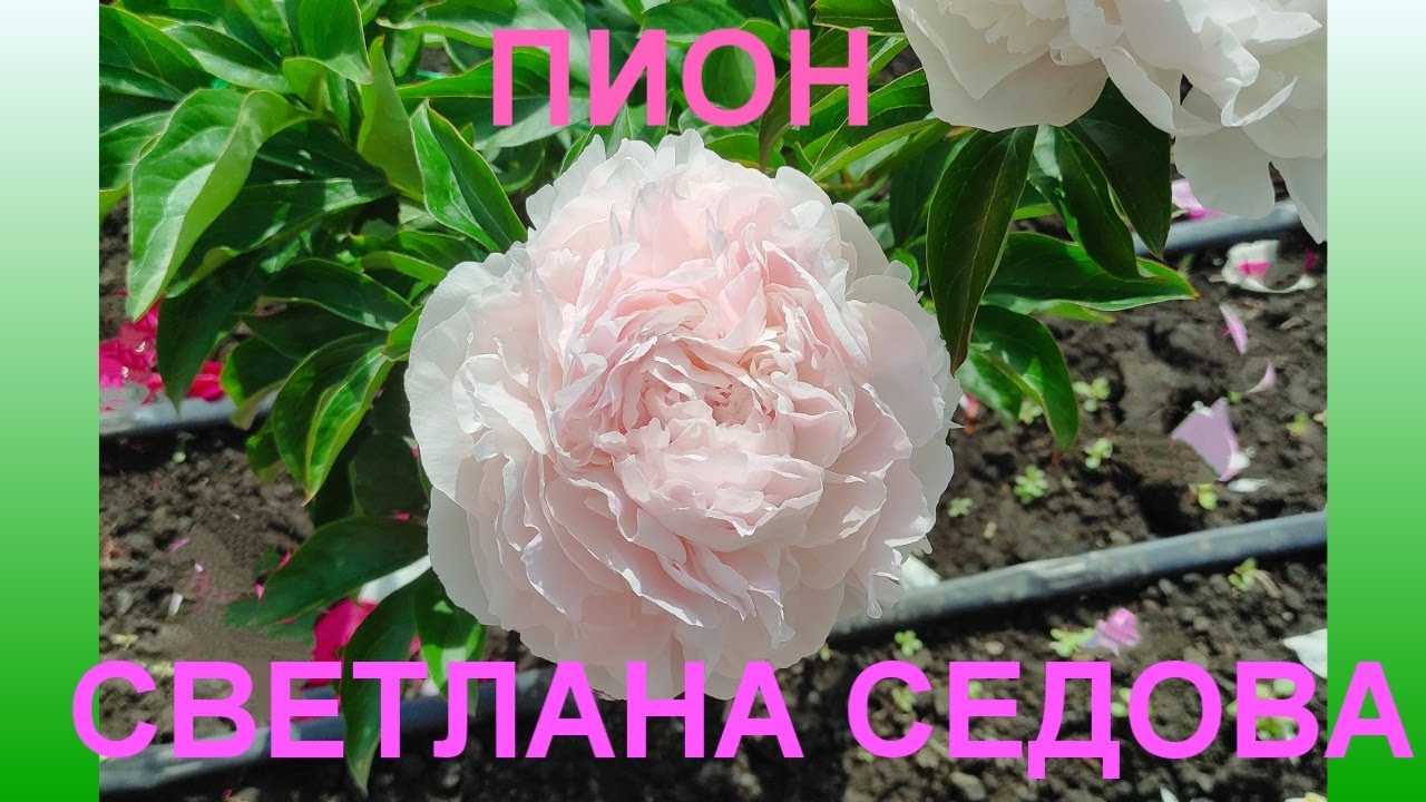 Пион светлана седова фото Пион Светлана Седова - YouTube