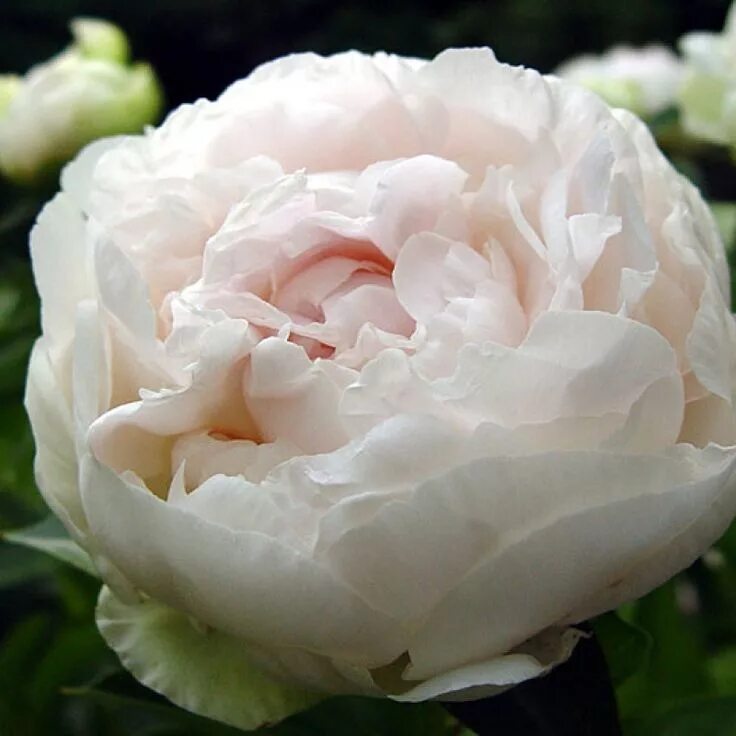Пион светлана седова фото Пион Светлана Седова Flores