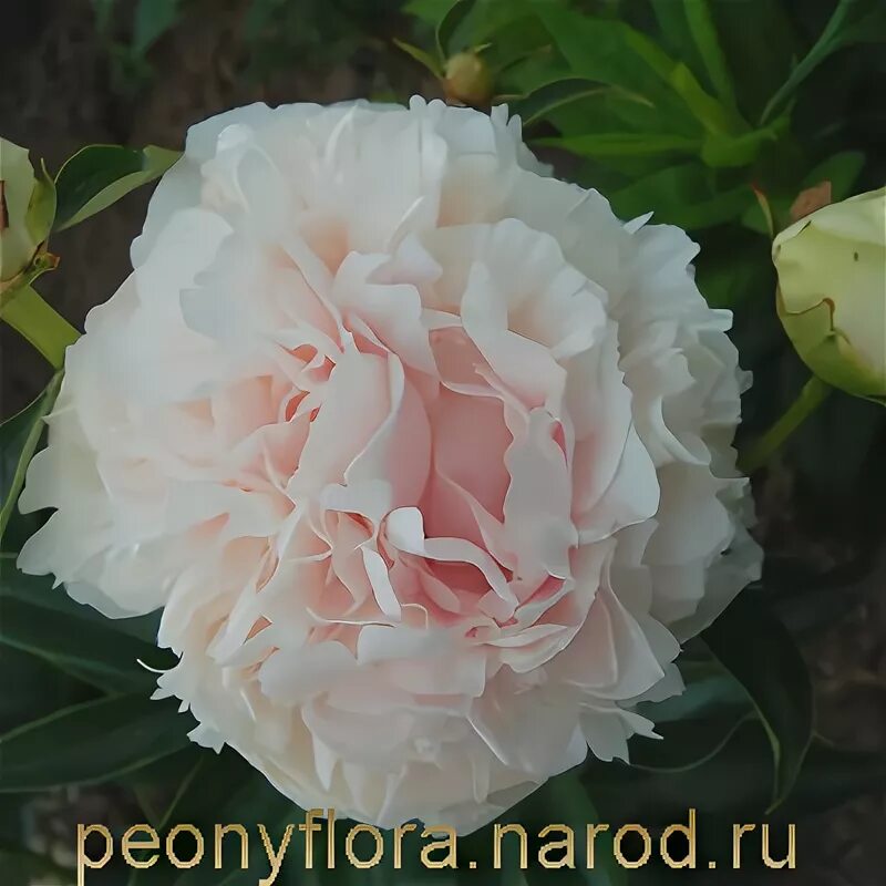 Пион светлана седова фото ПИОНЫ отечественной селекции 2013