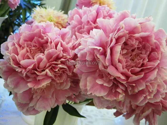 Пион светлана удинцева фото и описание Svetlana Udinceva/Дубров 1995 VinFlowers - Приватна колекція квітів