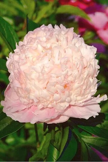 Пион свит 16 фото Просмотр: СВИТ СИКСТИН - SWEET SIXTEEN