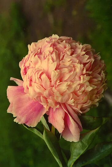 Пион свит 16 фото Свит 16 Sweet 16