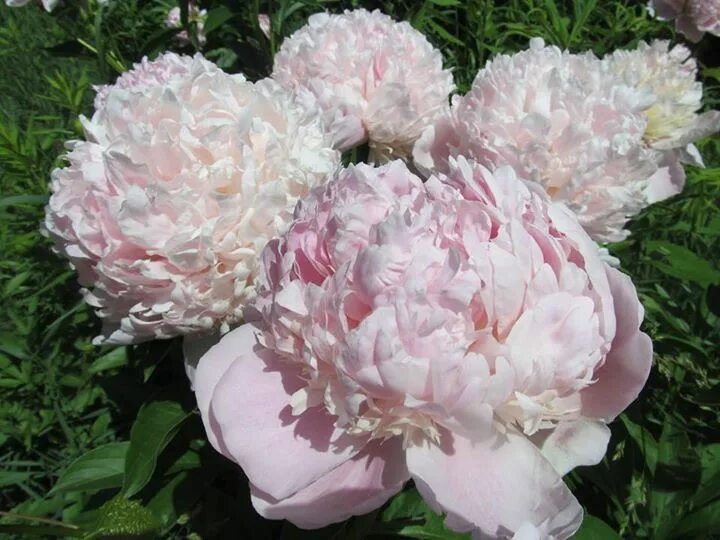Пион свит 16 фото и описание Sweet Sixteen Peony Exotic Flowers