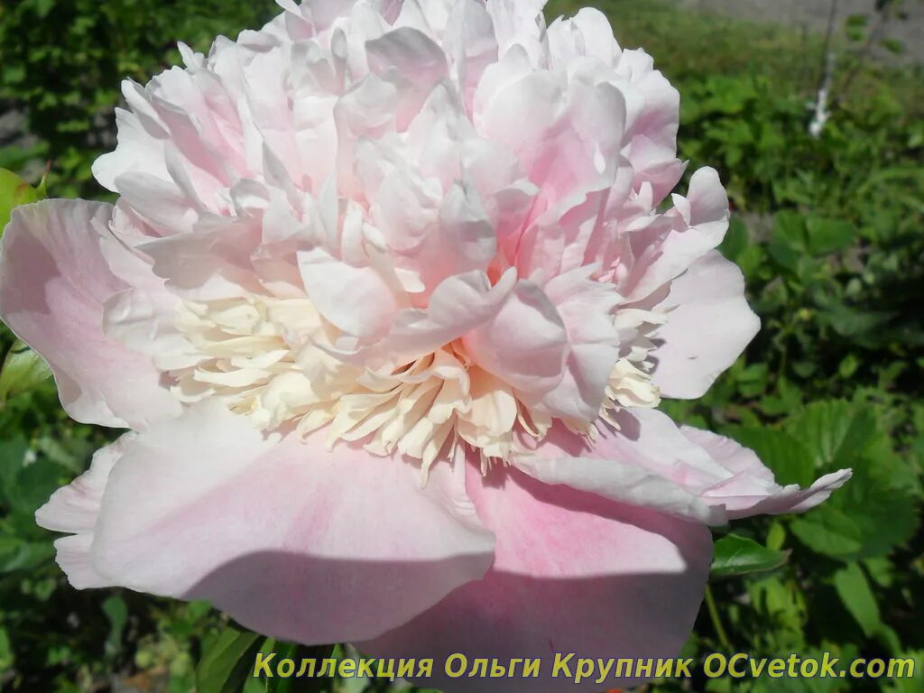 Пион свит 16 фото и описание Sweet 16 - Молочноцветковые - Пионы - Коллекция растений - OCvetok.com