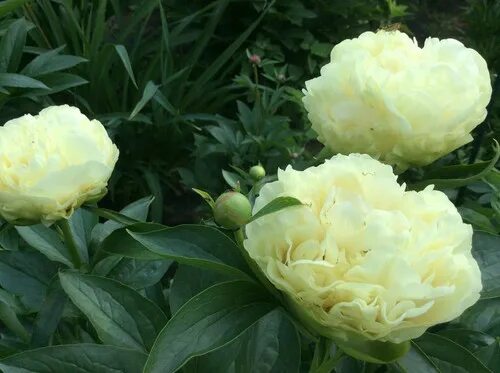 Пион свит фото Sweet Lemonade (Свит Лемонад) Пион-Волгоград