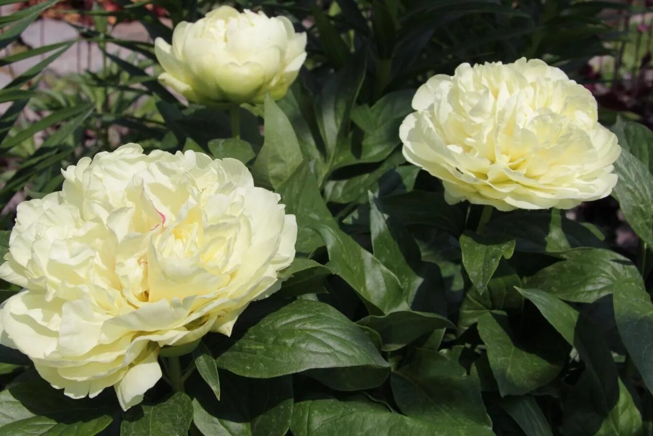 Пион свит фото Травянистые : Пион Sweet Lemonade-Пион СВИТ ЛЕМОНЕЙД