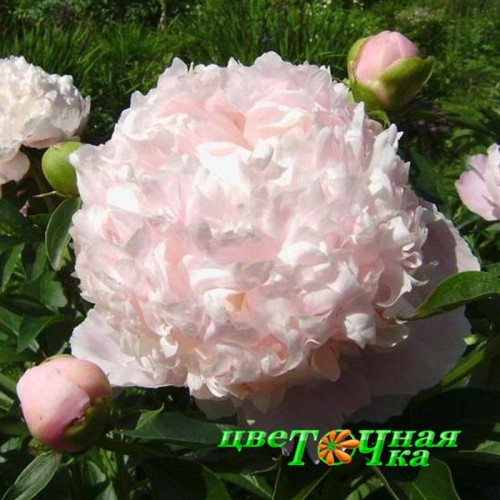 Пион свит фото Пион Sweet 16 Premium flowerdot
