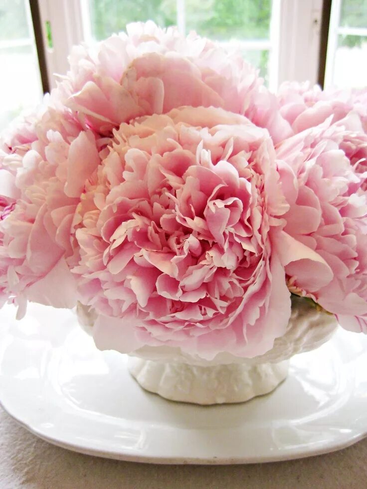 Пион свит фото Peony Love Peony arrangement, Peonies, Pink flowers
