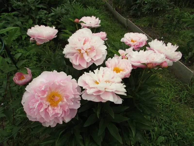 Пион свит фото Extra Sweet Pink 4135 / VFL.Ru - ваш личный фотохостинг