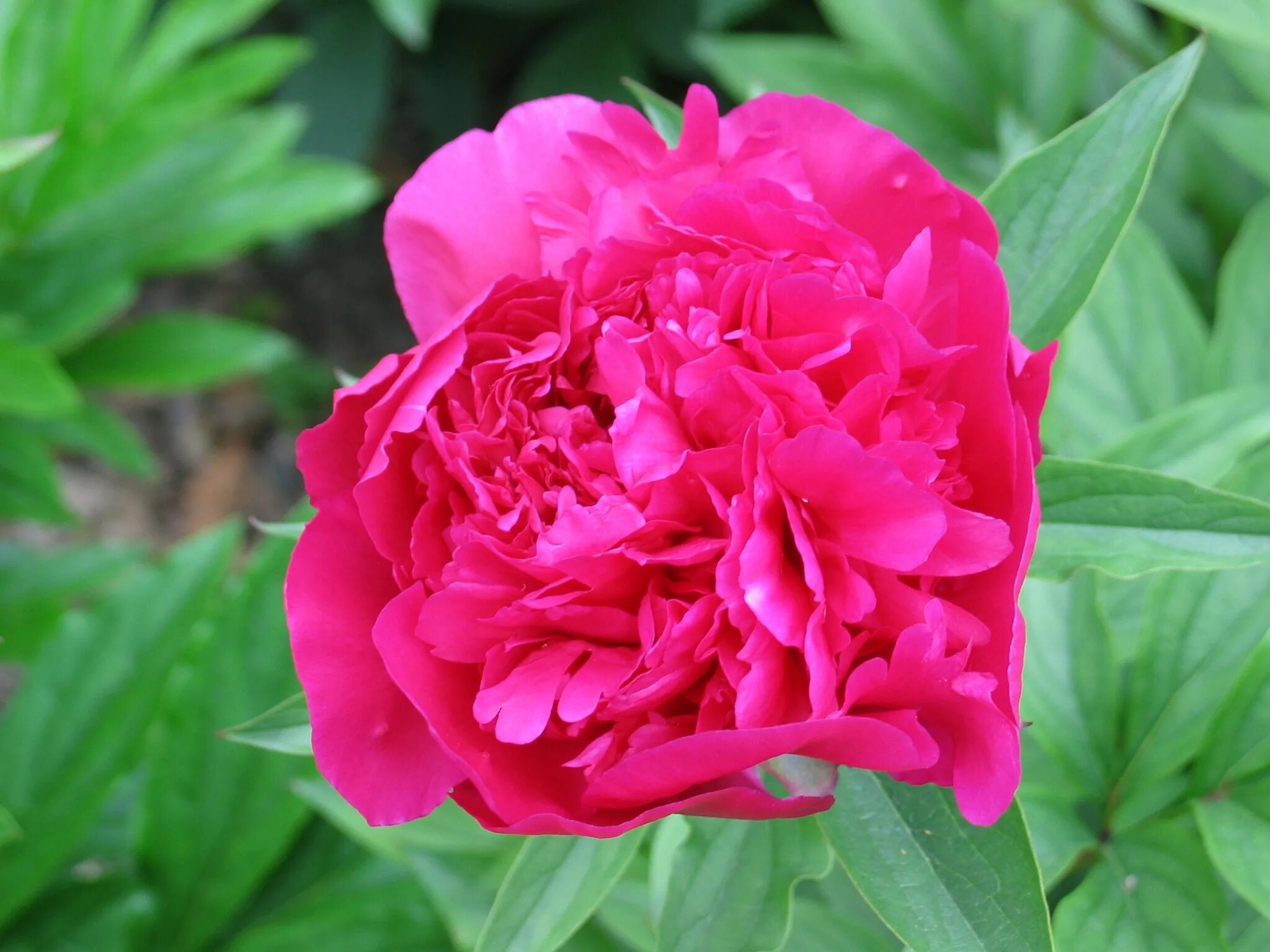 Пион свиточ фото и описание Коллекционный объект БСИ ДВО РАН: Paeonia hybrida hort. (Феликс Сюприм)(Сорт:Fel