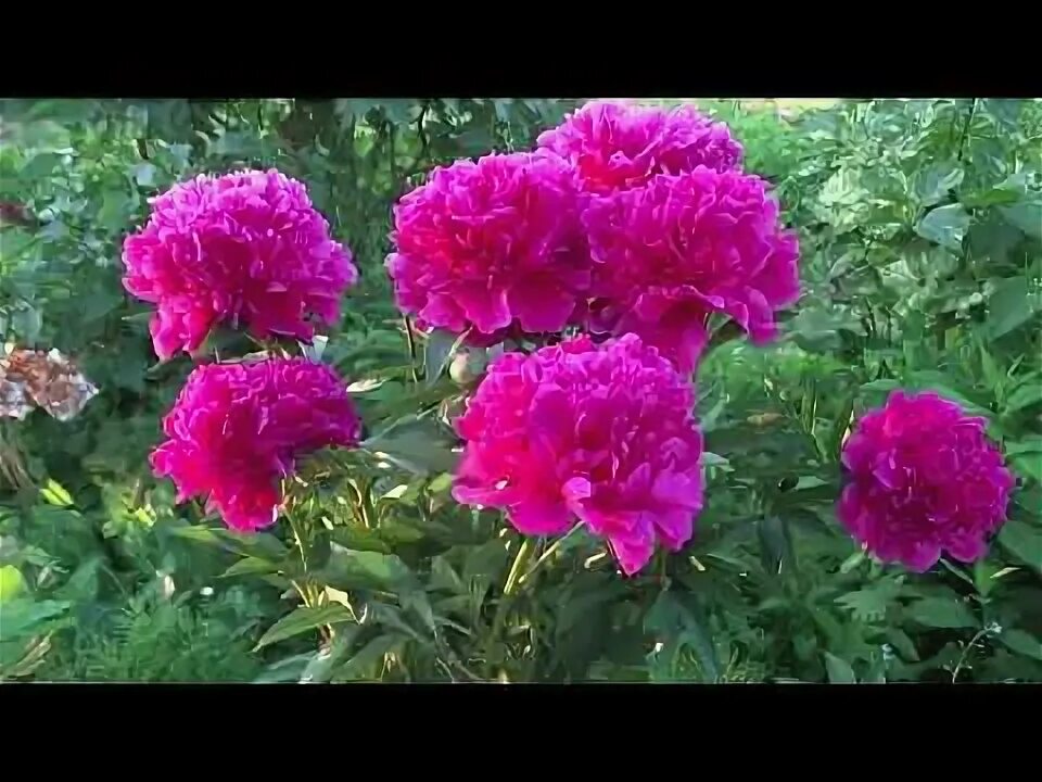 Пион свиточ фото и описание Пион СВИТОЧ - Paeonia SVITOCH: обзор, описание, цветение, отзыв - YouTube