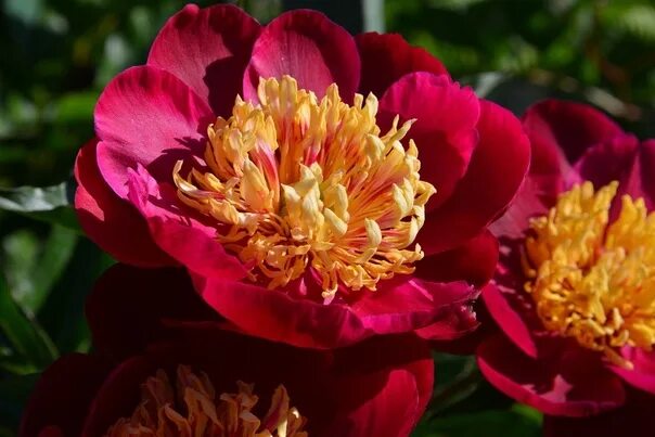 Пион сворд данс фото и описание Nursery Giving Luck taking pre-orders for peonies, spring 2023 The whole range i