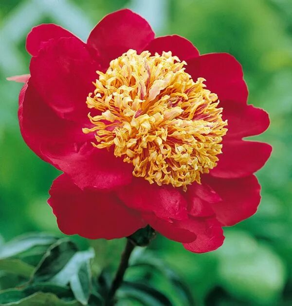 Пион сворд данс фото и описание Luktpion Blomsterlandet.se Flores