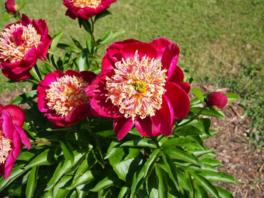 Пион сворд данс фото и описание Peony Sword Dance 2014 (Nichols) Peony Sword Dance F. D. Richards Flickr