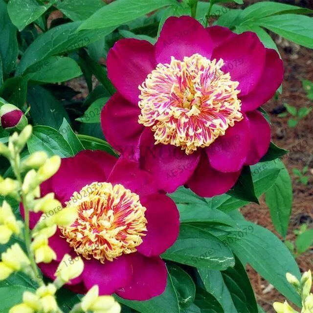 Пион сворд данс фото и описание 10pcs/bag Multiple color,Paeonia Lactiflora Seeds,Peony Seeds,Perennial Bonsai P
