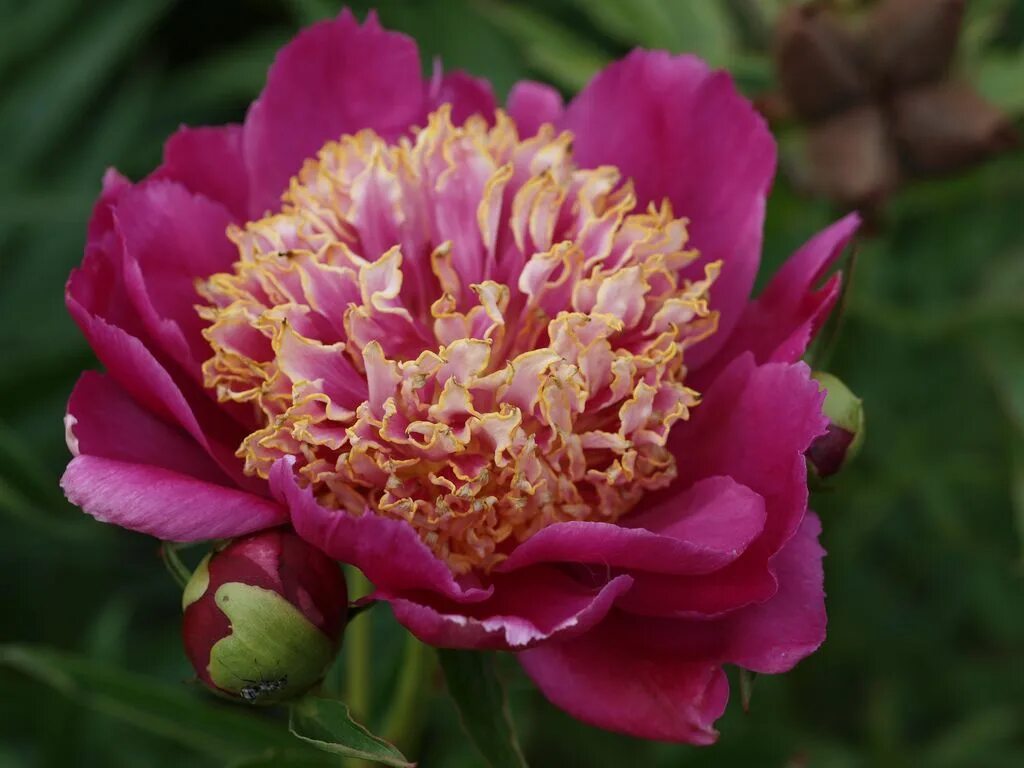 Пион сворд данс фото и описание Japanese Peony 'Sword Dance' Peony care, Peonies garden, Paeonia lactiflora