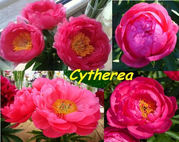 Пион цитерия фото и описание Пион Cytherea 700 руб.На весну 2019 г. Фотография из альбома Пионы (King Size) н