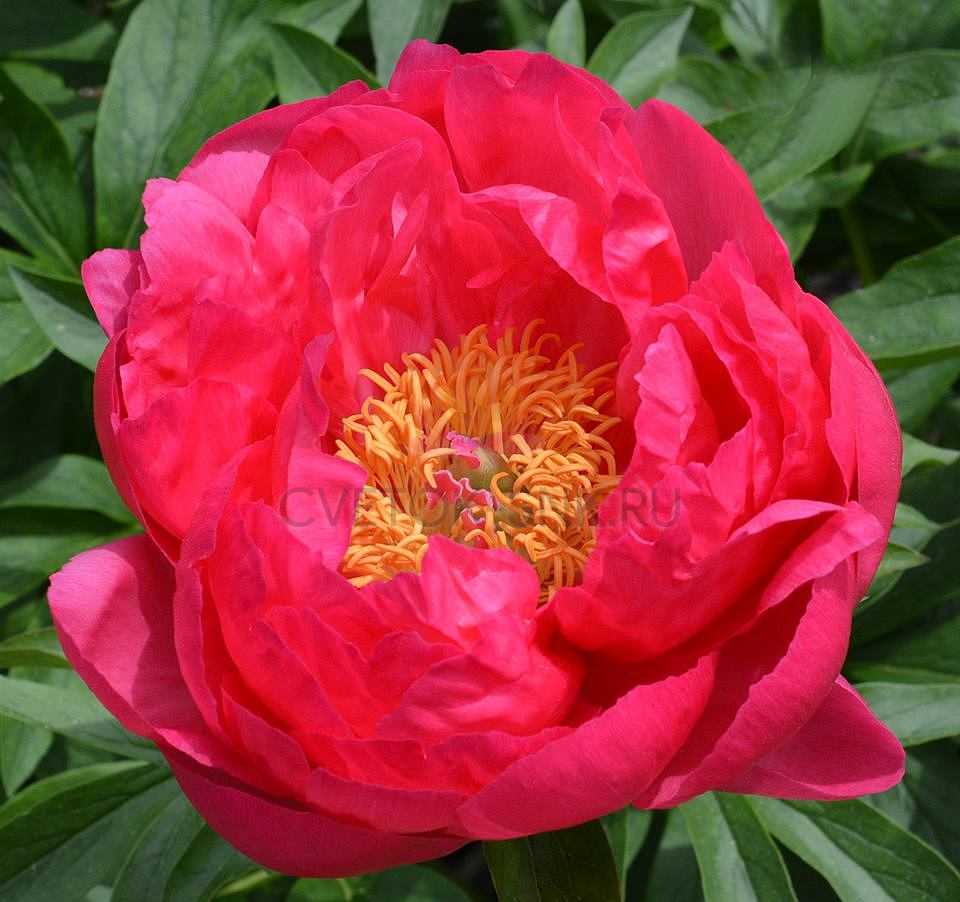 Пион цитерия фото и описание цена Paeonia Cytherea. КФХ