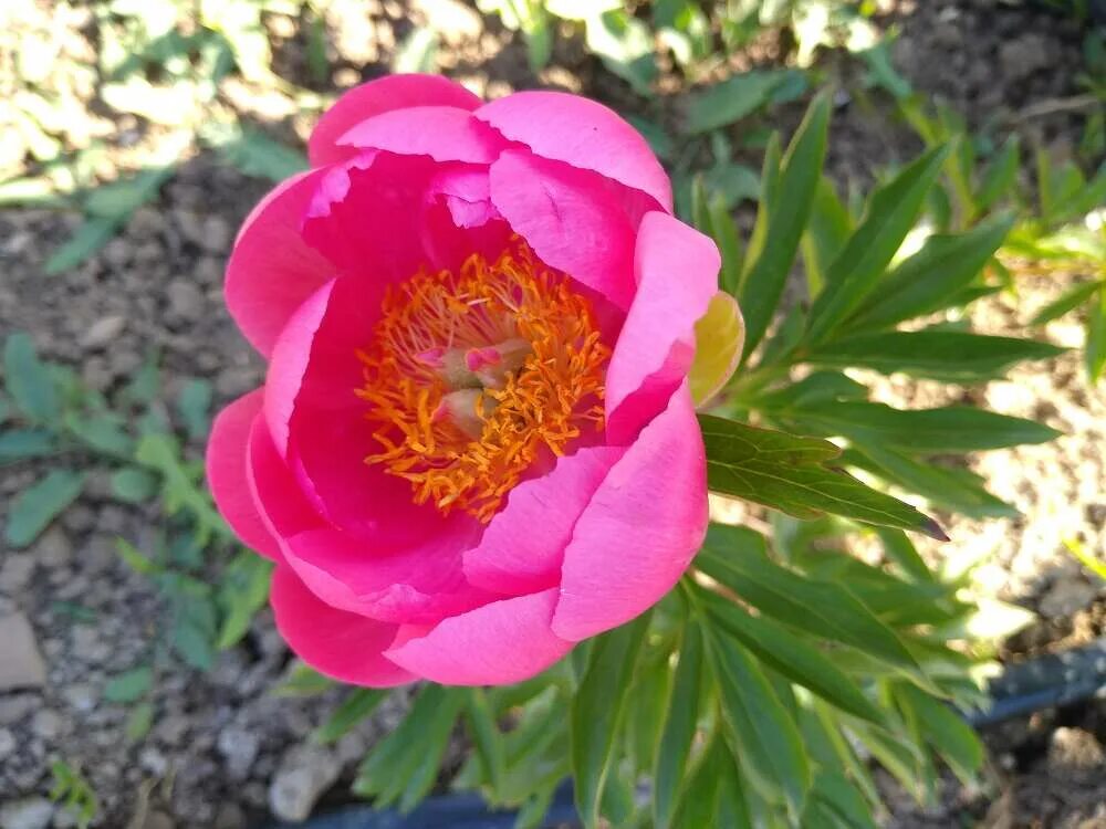 Пион цитерия фото и описание цена Пион Цитерия (Paeonia Cytherea) купить в Москве по низкой цене из питомника, дос