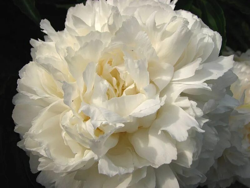 Пион темпл фото и описание Paeonia 'Shirley Temple' (double white) Peonies, Most beautiful flowers, Paeonia