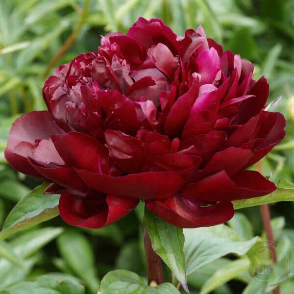Пион тернер фото и описание Пион Армани (Paeonia Armani) купить в Москве по низкой цене из питомника, достав