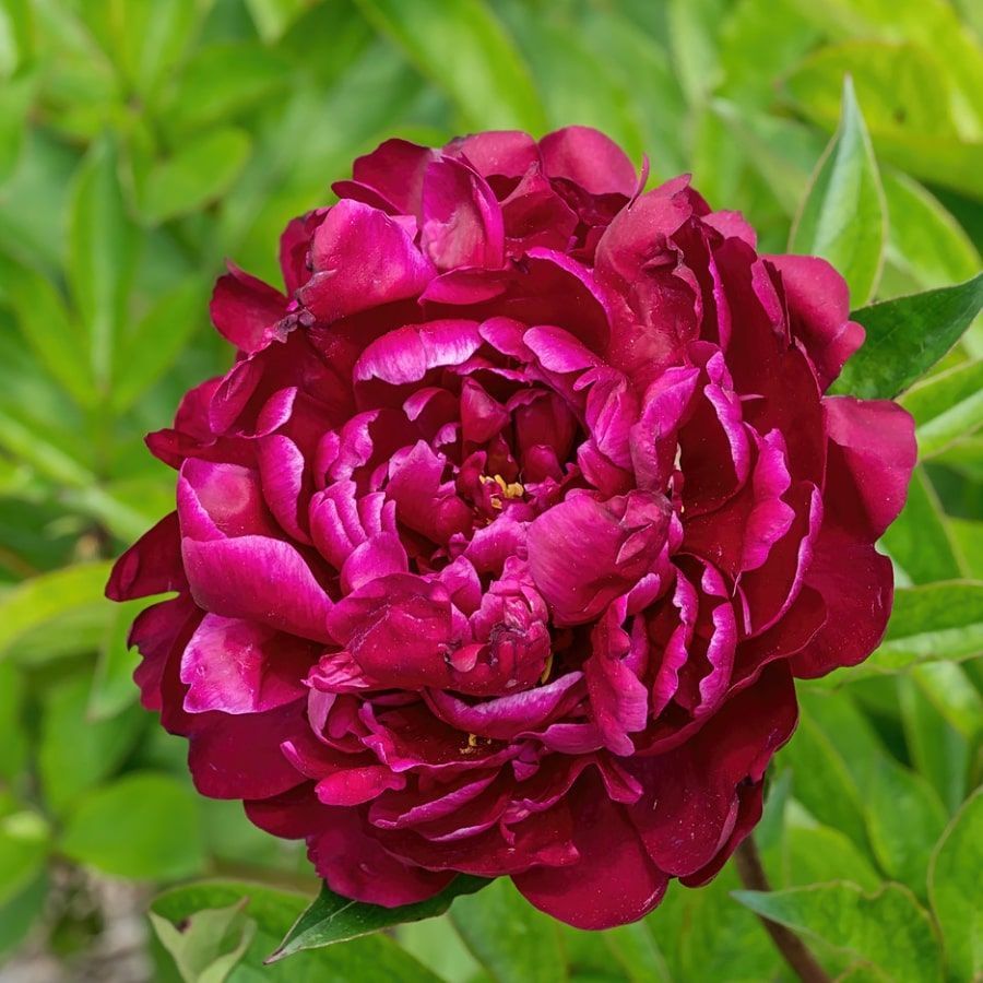 Пион тернер фото и описание Пион В.Ф. Тёрнер Paeonia W.F. Turner 2/3n, 1шт, капер, Колорлайн - купить в инте